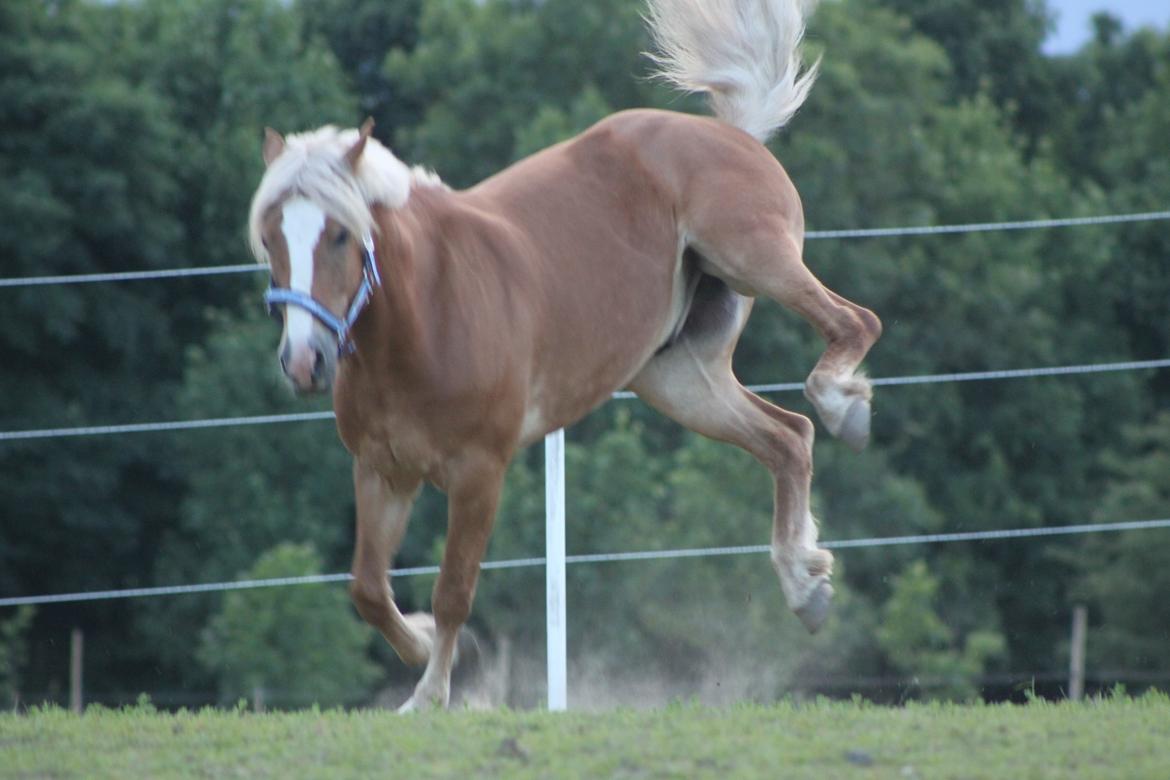Haflinger Wincent billede 15