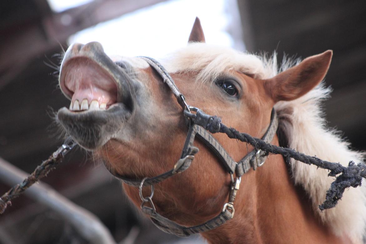 Haflinger Wincent billede 16