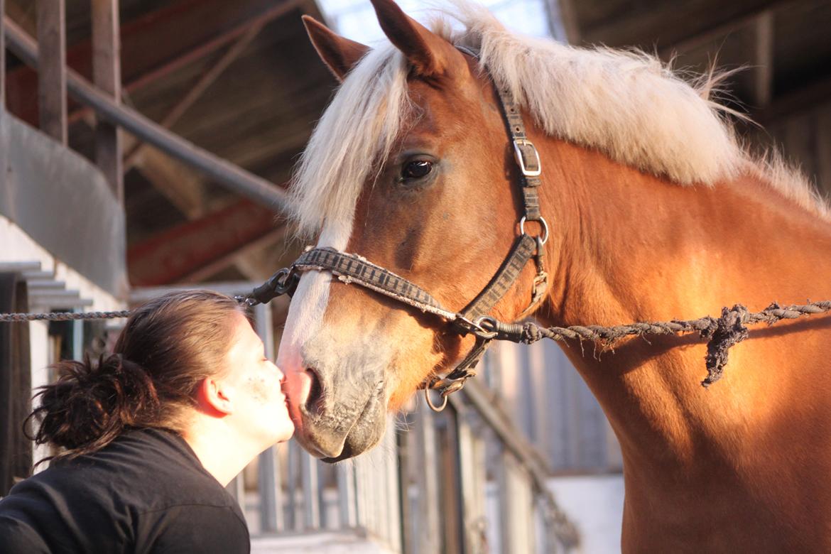 Haflinger Wincent billede 17