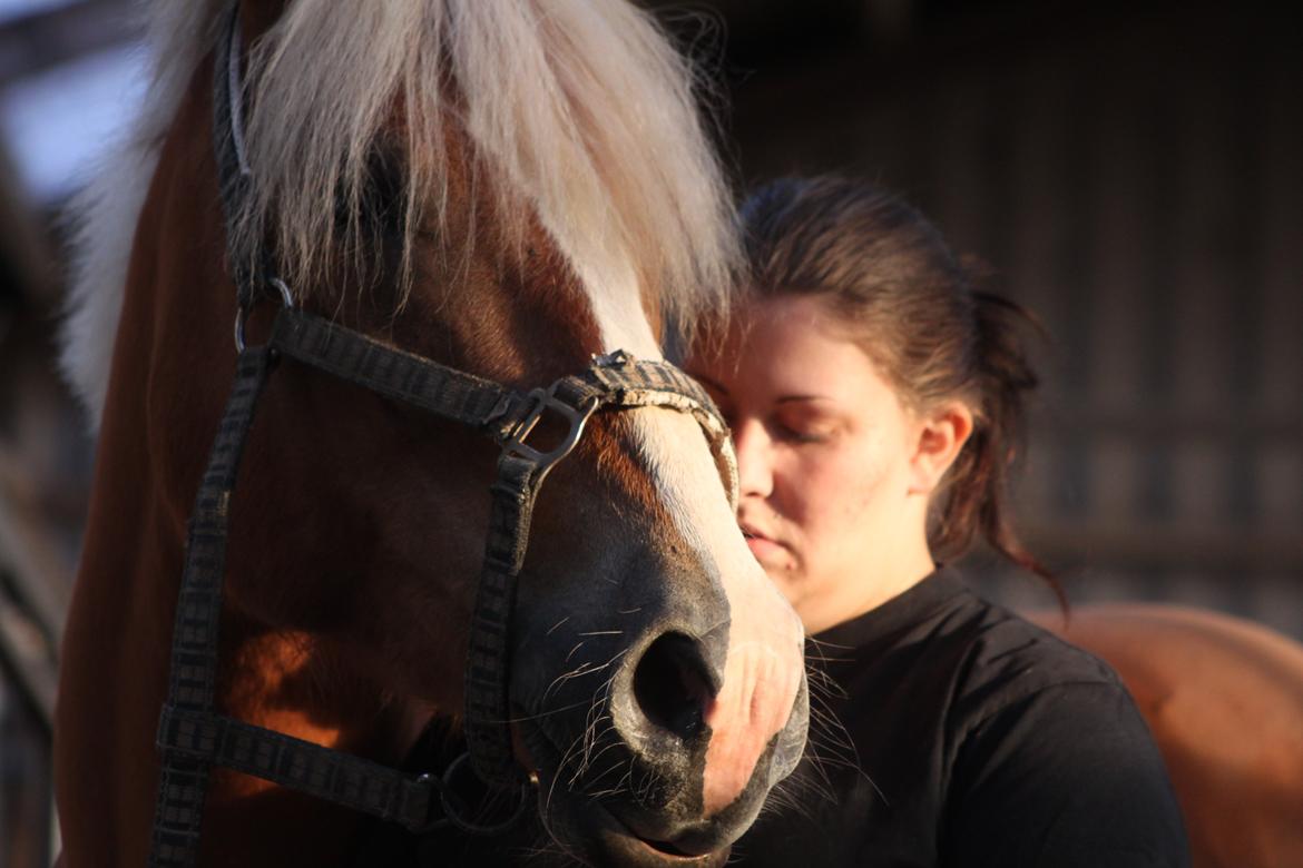 Haflinger Wincent billede 18