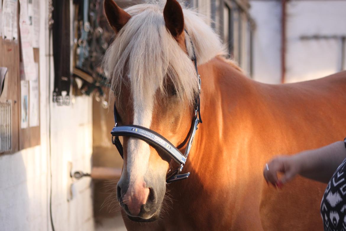 Haflinger Wincent billede 19