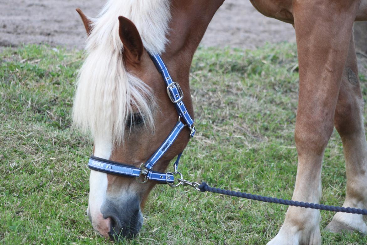 Haflinger Wincent billede 20