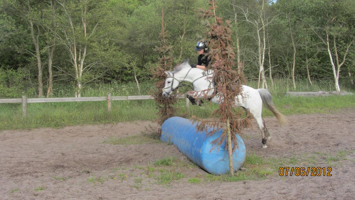 Anden særlig race Jasmin*Solgt )':* <3 - KMK 2012, opvarmning(; billede 16