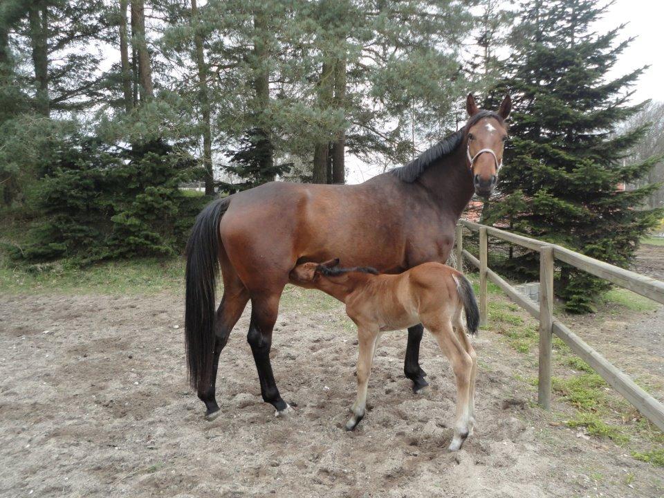 Anden særlig race Serafina Pekkala - Mine smukke heste, Serafina og Willemoes <3 billede 19