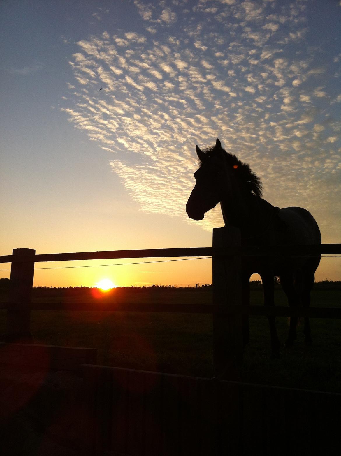 Welsh Pony af Cob-type (sec C) mitho's calista - i en smuk solnedgang :-) billede 13