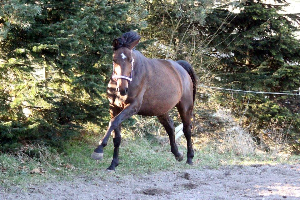 Anden særlig race Serafina Pekkala - Fuuuuld fart på Hafferlaffen :D
Taget af Line Skou billede 17