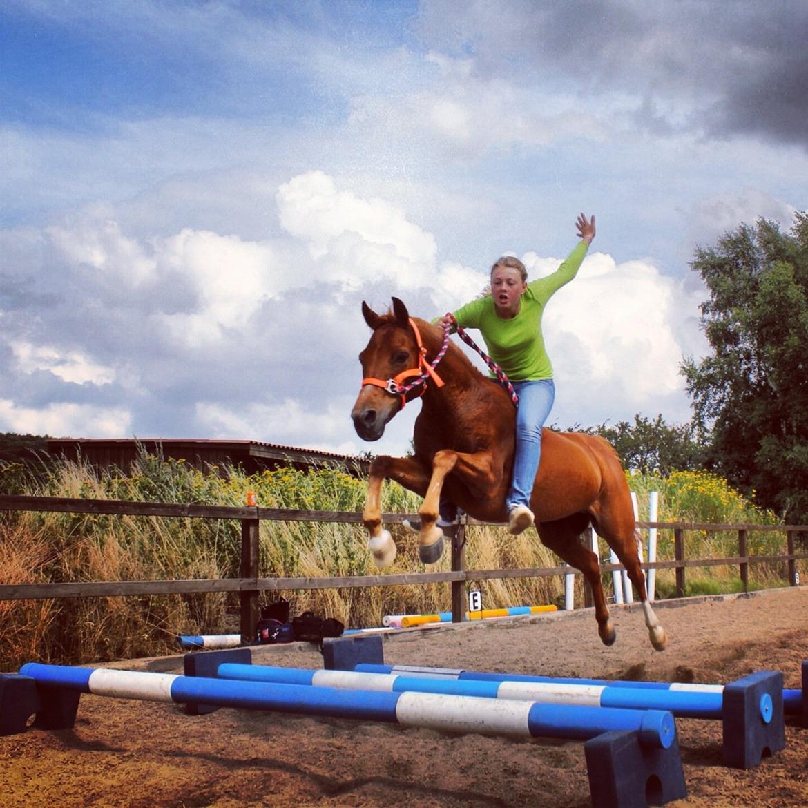 Anden særlig race Ponylands Bolero<3 sov sødt min skat billede 15