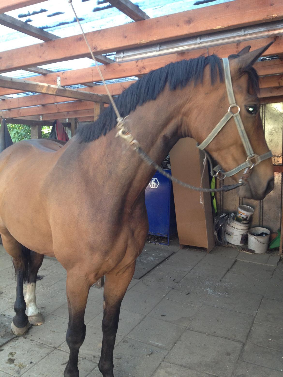 Dansk Varmblod Wilhelm - R.I.P. - Sommeren 2012 billede 11