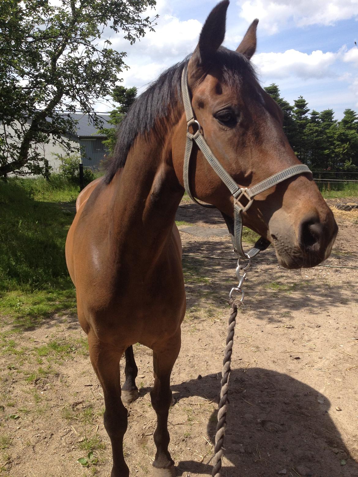 Dansk Varmblod Wilhelm - R.I.P. - Sommeren 2012 billede 12