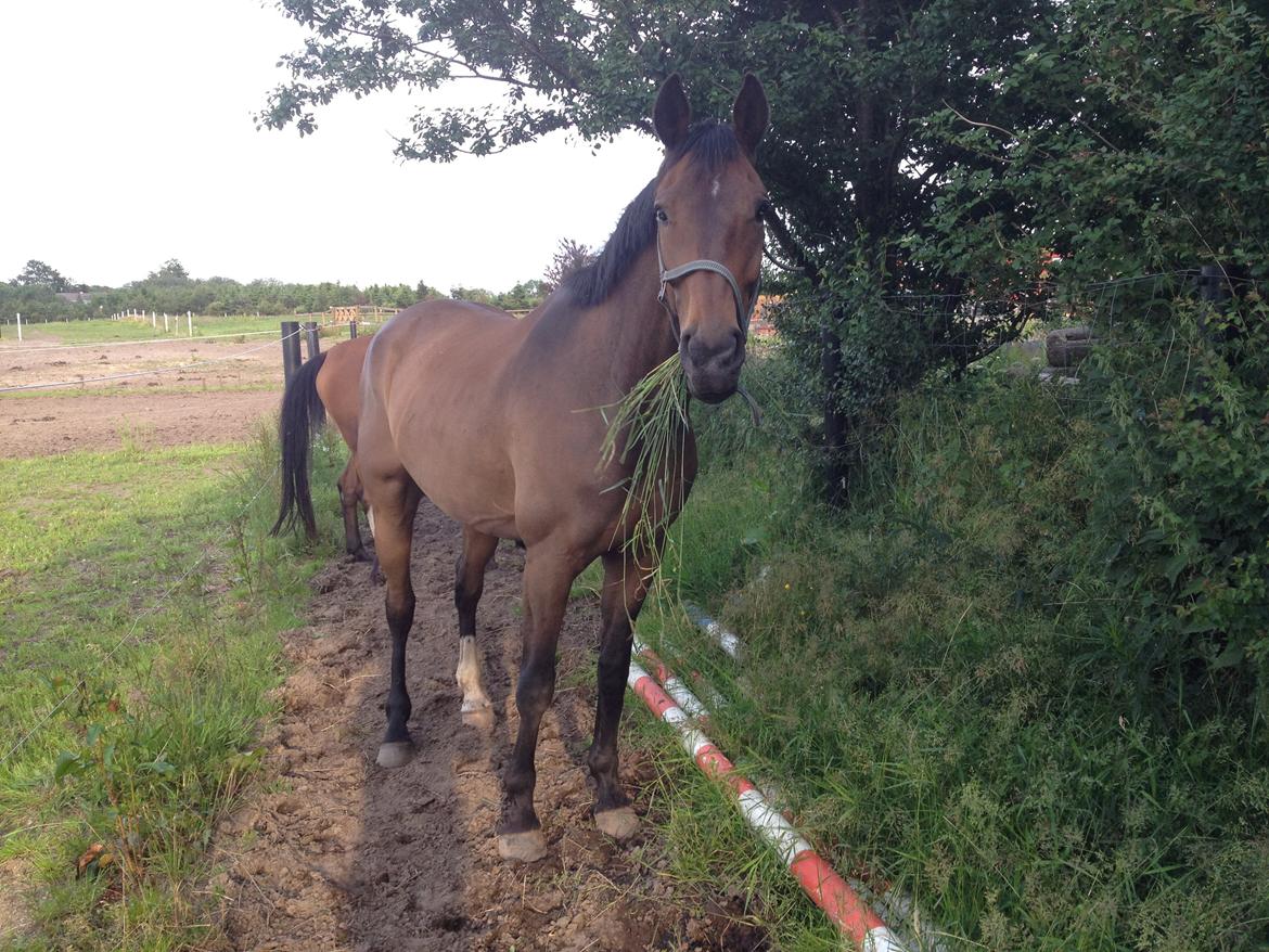 Dansk Varmblod Wilhelm - R.I.P. - Sommeren 2012. Mums græs! billede 19