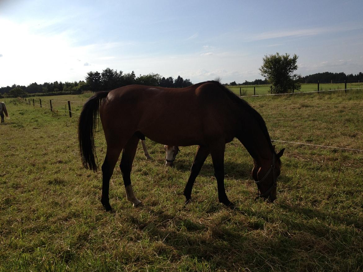 Dansk Varmblod Wilhelm - R.I.P. - Sommeren 2012 billede 16