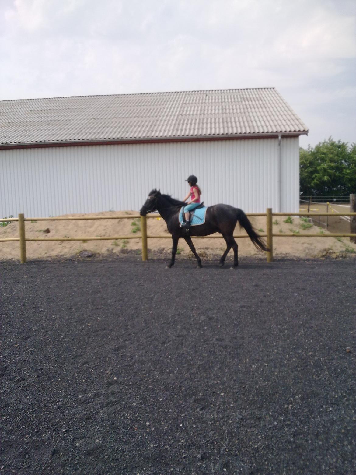 Anden særlig race rivaldo (solgt) billede 1