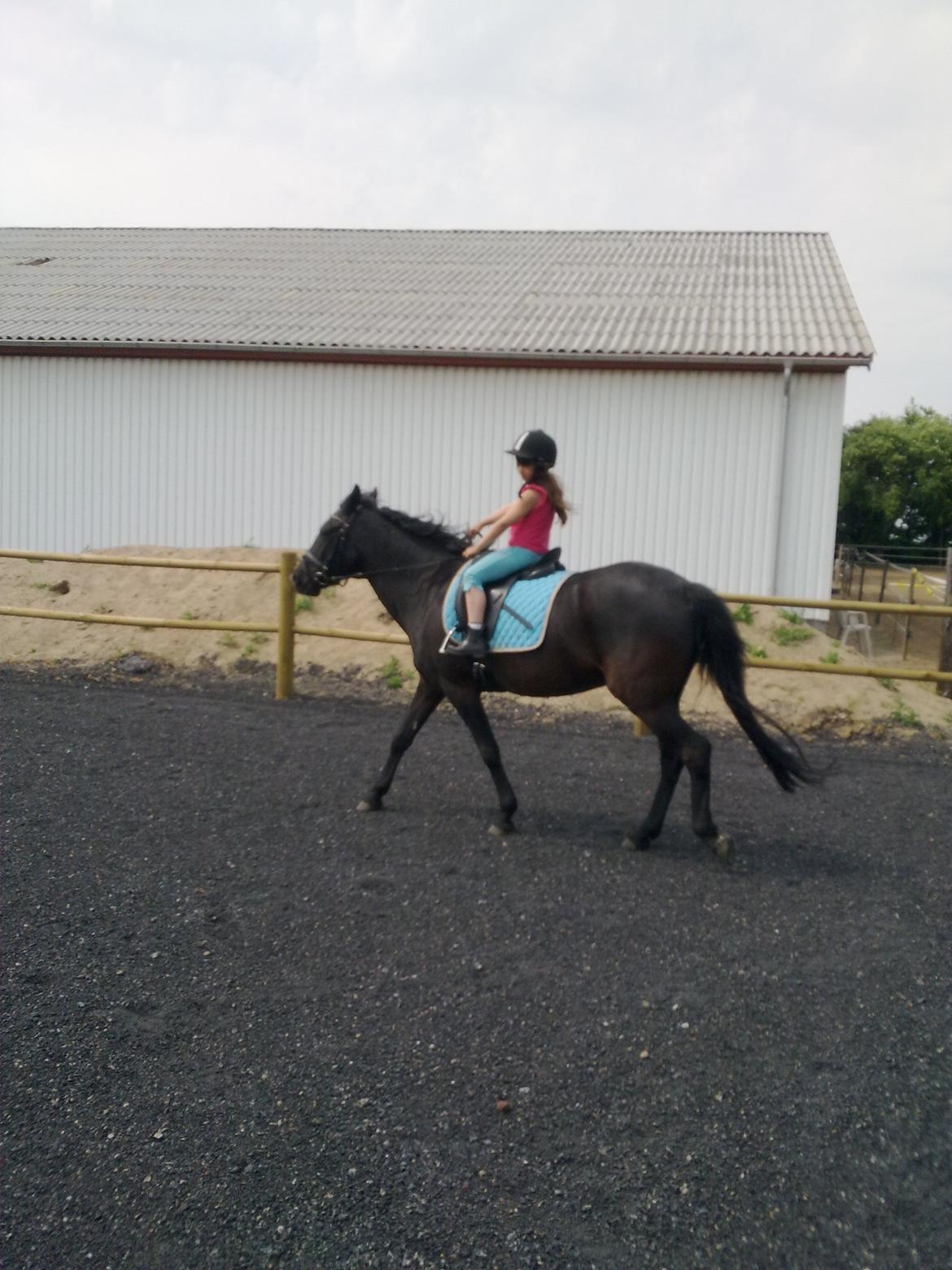 Anden særlig race rivaldo (solgt) billede 3