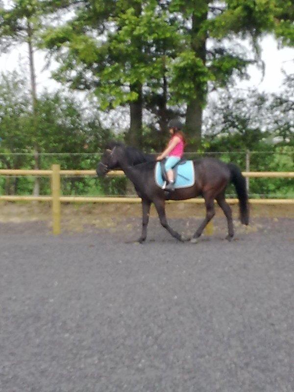 Anden særlig race rivaldo (solgt) billede 5