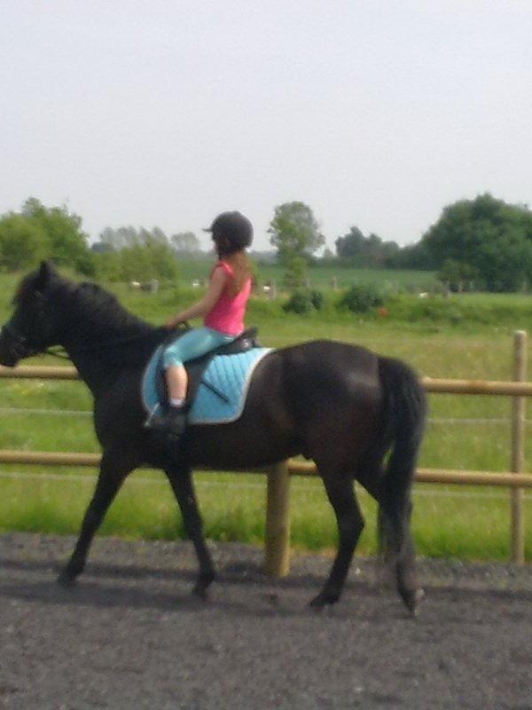 Anden særlig race rivaldo (solgt) billede 6