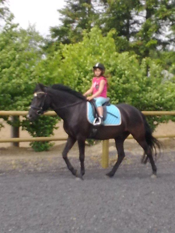 Anden særlig race rivaldo (solgt) billede 7