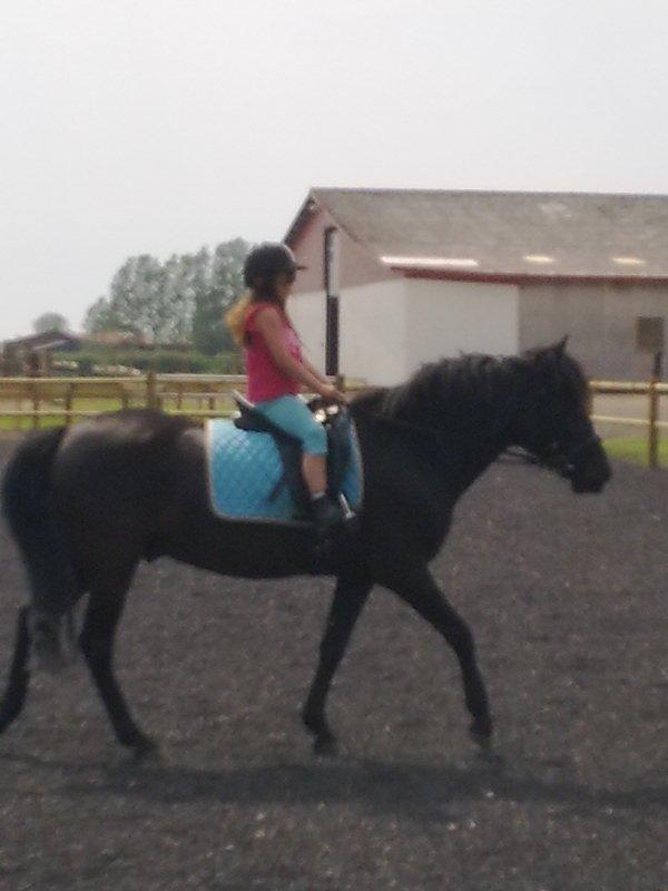 Anden særlig race rivaldo (solgt) billede 8