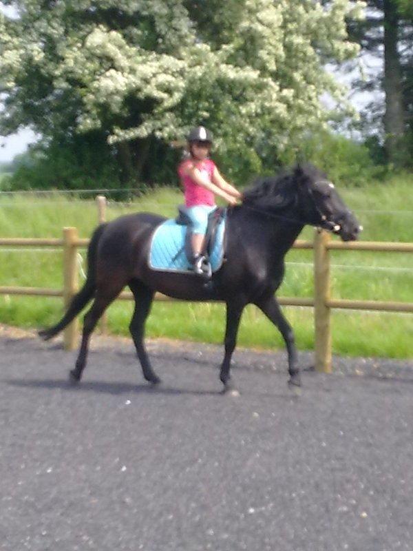 Anden særlig race rivaldo (solgt) billede 9