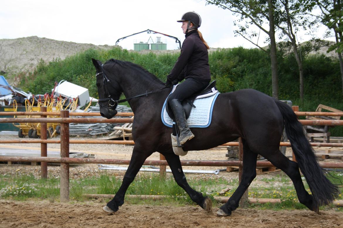 Frieser Roose billede 11