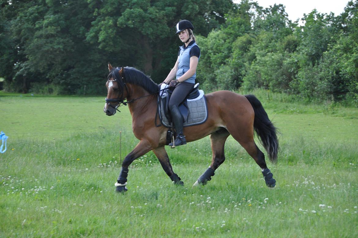 Welsh Cob (sec D) Lindbergs Milton *B-pony* - Lækre pony! billede 3