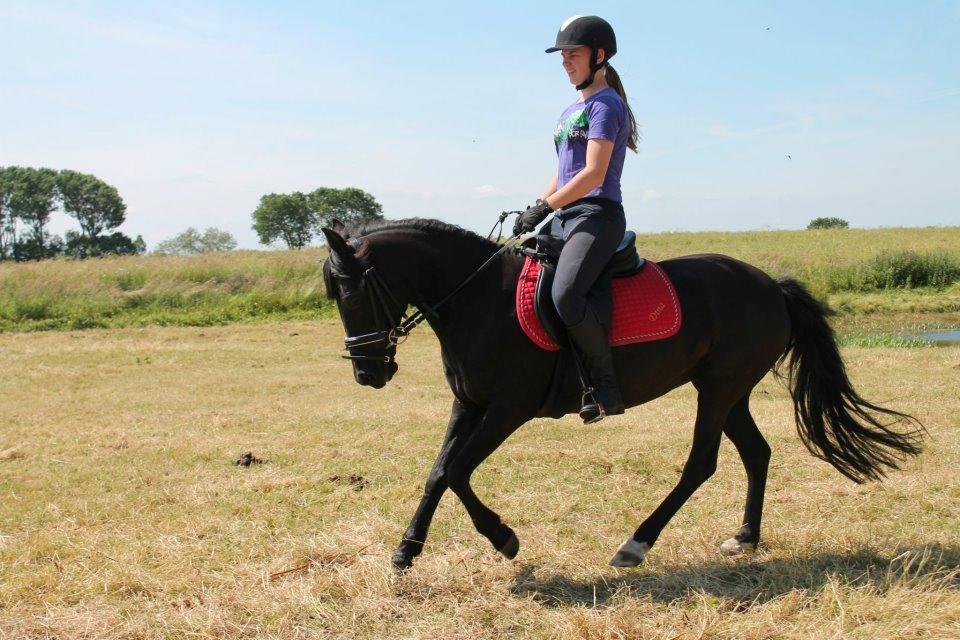 Anden særlig race Dina * Solgt * - Lillesøster og Pony - flot, afspændt og elegant! De klinger bare stadig - her har de ikke redet sammen næsten et år! <3 billede 2