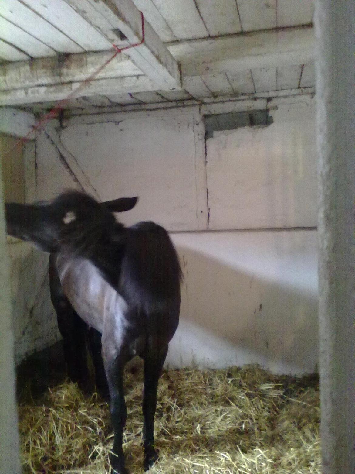 Anden særlig race rivaldo (solgt) billede 11