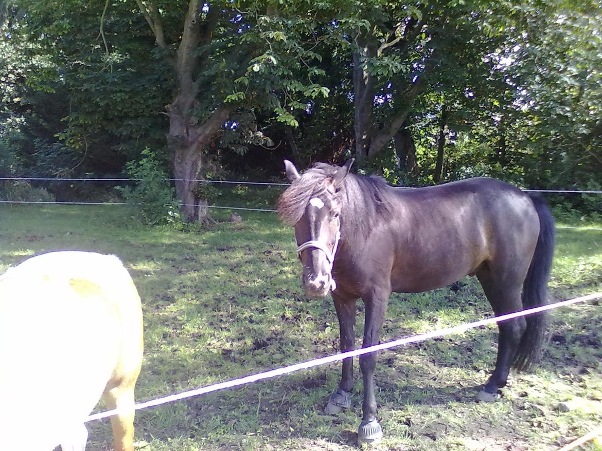 Anden særlig race rivaldo (solgt) billede 12