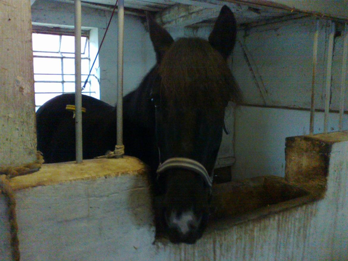 Anden særlig race rivaldo (solgt) billede 13