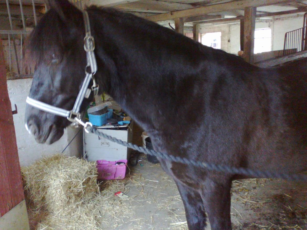 Anden særlig race rivaldo (solgt) billede 14