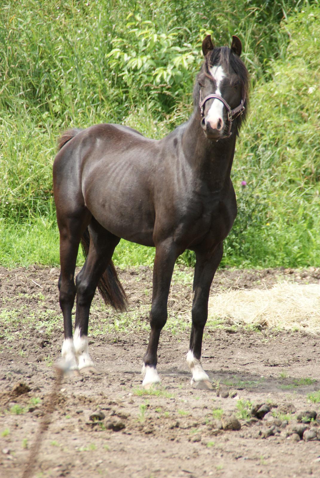 Welsh Pony (sec B) Frankenhöh's Spirit *R.I.P* <3 - Han har fået øje på Williams hoppeborg, som var meget farlig :)
07-07-12 billede 3