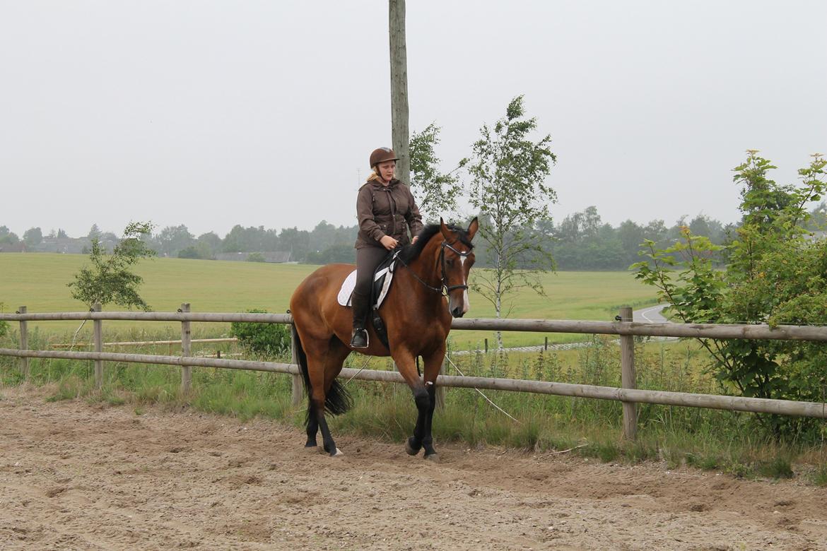 Dansk Varmblod Robi <3 billede 1