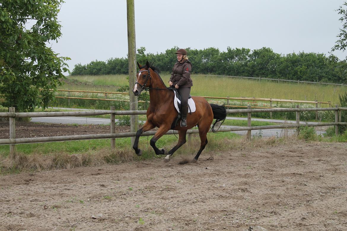 Dansk Varmblod Robi <3 billede 2