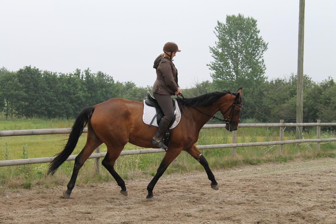 Dansk Varmblod Robi <3 billede 3