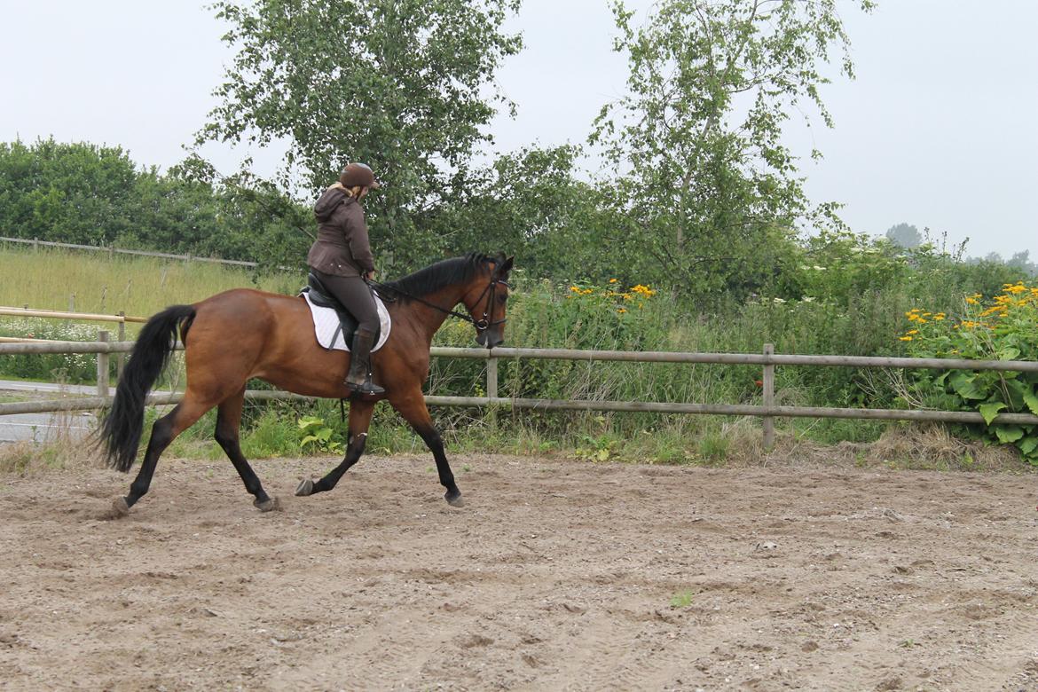 Dansk Varmblod Robi <3 billede 4