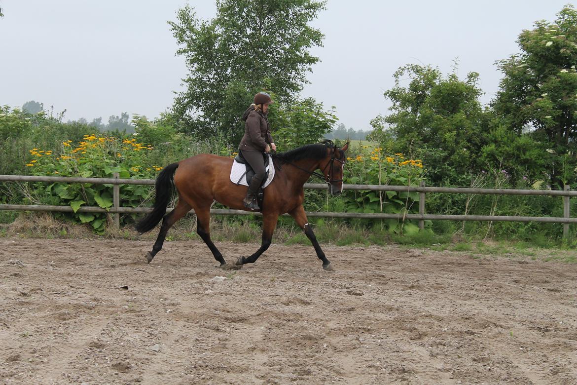 Dansk Varmblod Robi <3 billede 5