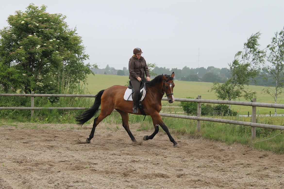 Dansk Varmblod Robi <3 billede 6