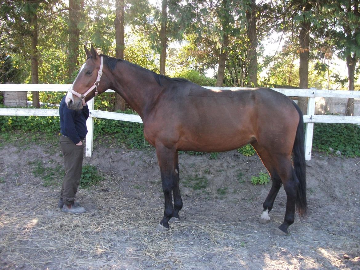 Dansk Varmblod Robi <3 billede 7