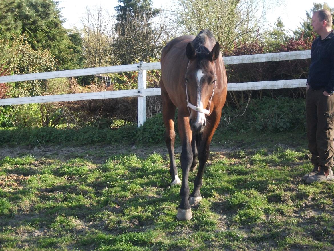 Dansk Varmblod Robi <3 billede 8