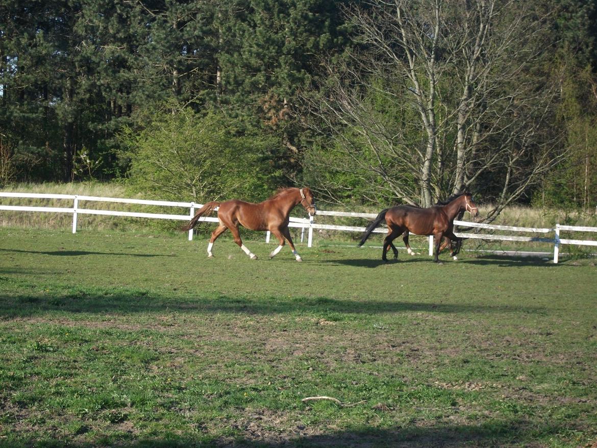 Dansk Varmblod Robi <3 billede 9