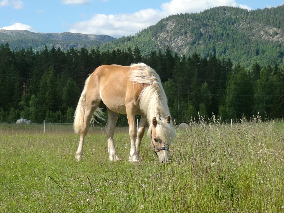 Haflinger Stokkemarkes Asti <3SOLGT - der er asti 1 år billede 10