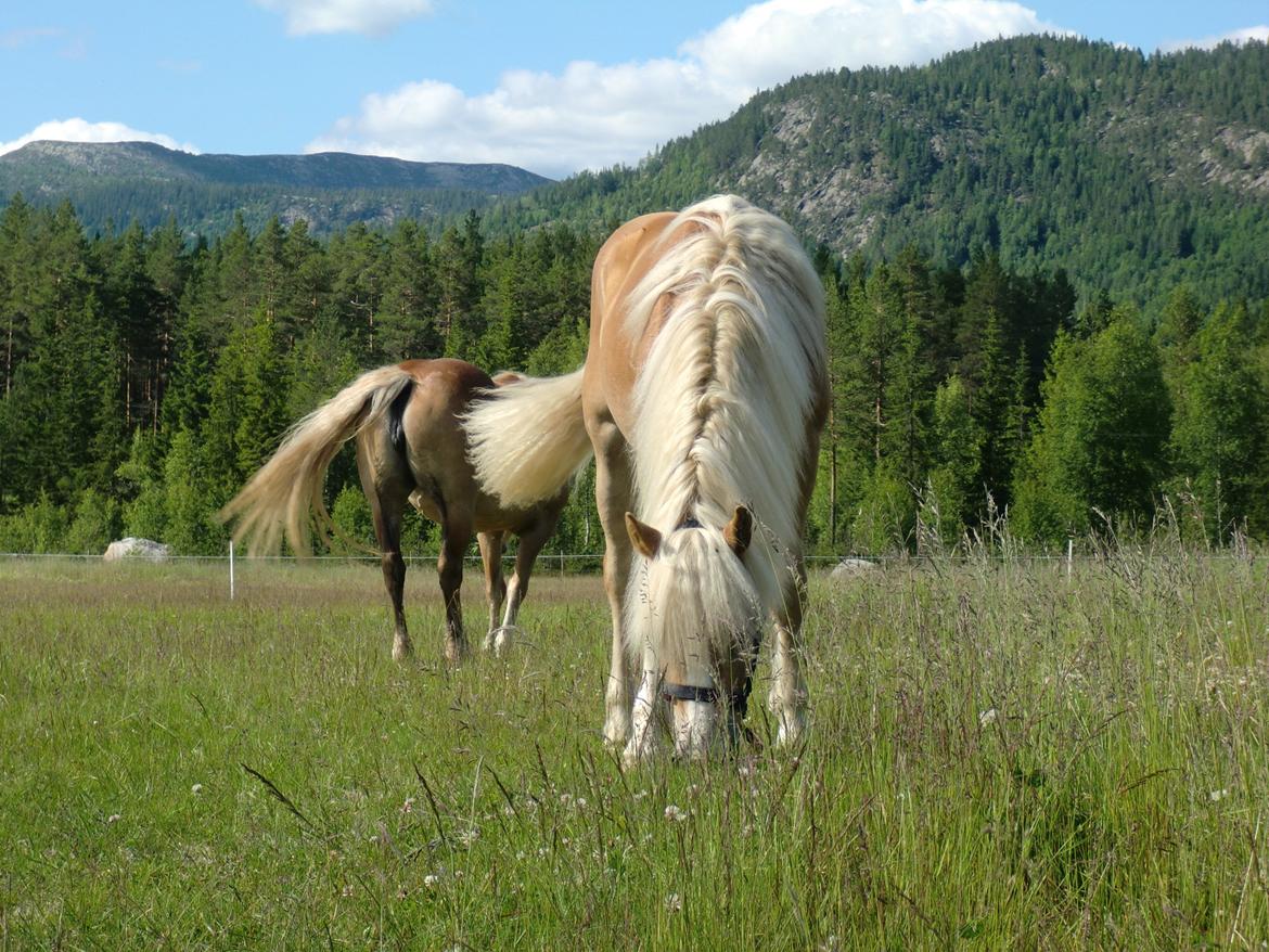 Haflinger Stokkemarkes Asti <3SOLGT - det er ham og hans kæreste billede 11