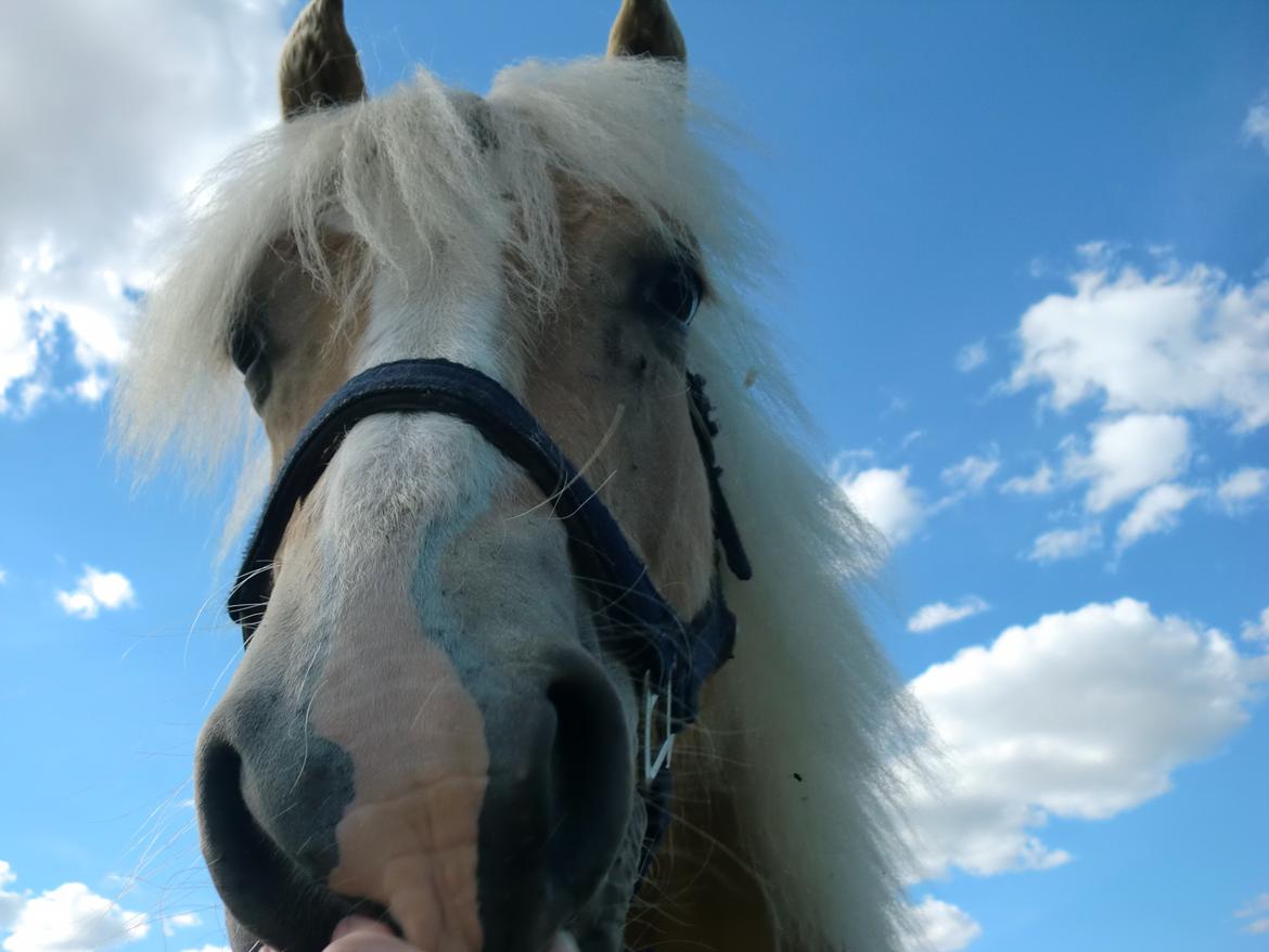 Haflinger Stokkemarkes Asti <3SOLGT - hej siger asti jeg bor i Norge billede 12
