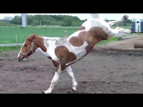 Pinto Lee - Cooper GOLÅ<3solgt - Cooper der giver den gas hjemme på folden!!:D
foto: Mig
(taget fra video) billede 16