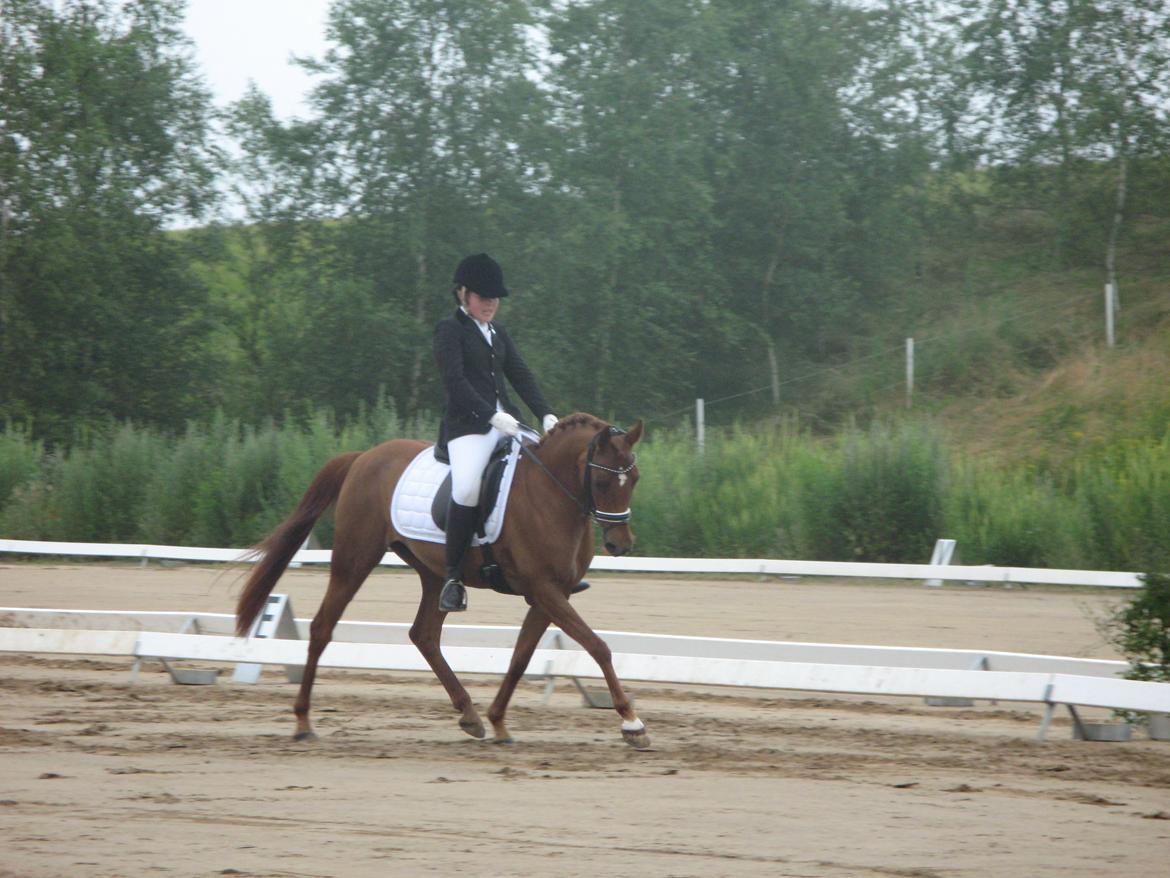 Arabisk fuldblod (OX) Java Surprise (Mit liv<3) - C-stævne på Højfyns Rideklub  billede 11