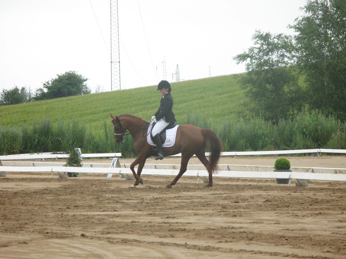 Arabisk fuldblod (OX) Java Surprise (Mit liv<3) - C-stævne på Højfyns Rideklub  billede 12