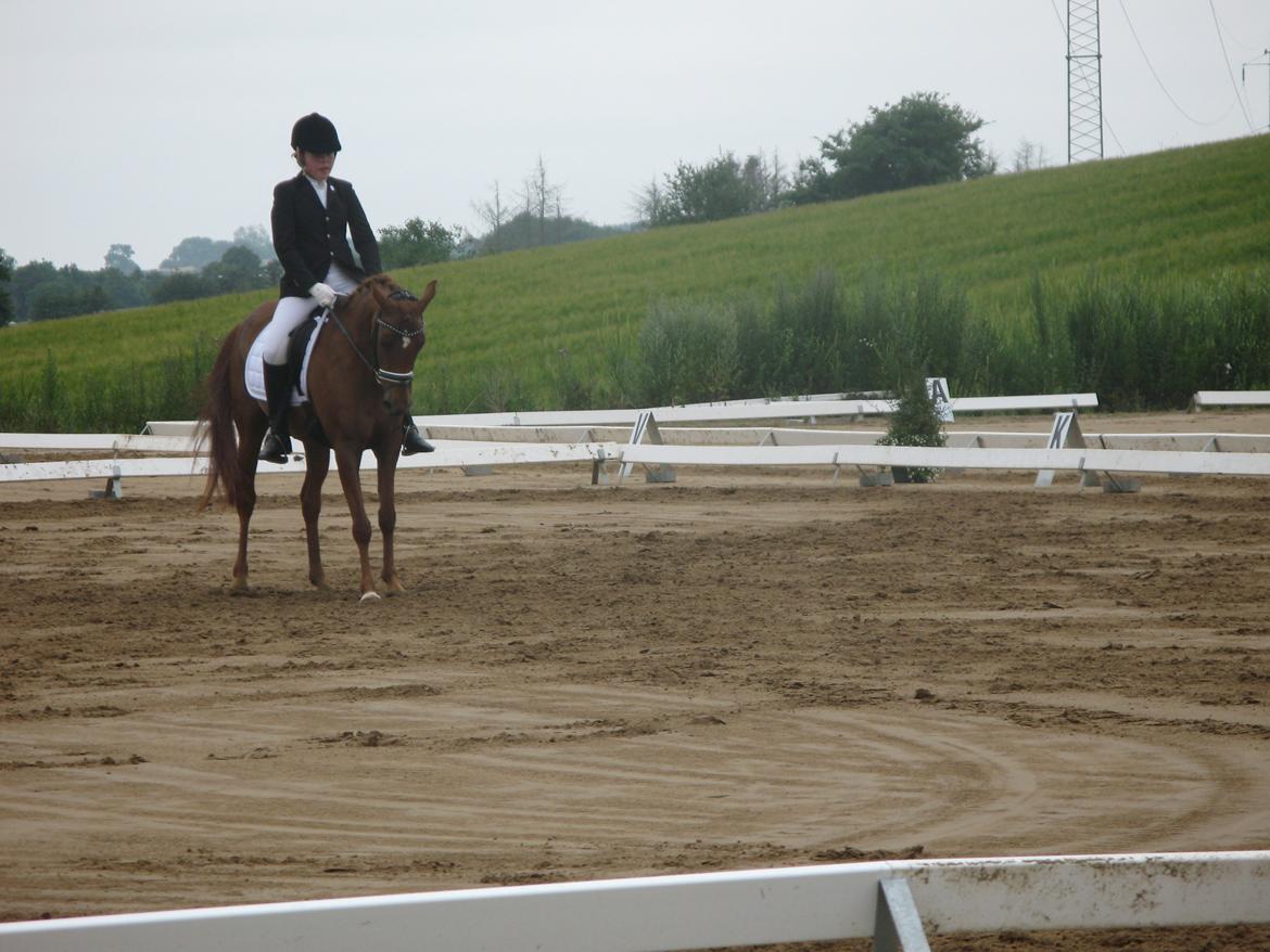 Arabisk fuldblod (OX) Java Surprise (Mit liv<3) - C-stævne på Højfyns Rideklub. Tak for en kanon tur pony <3 billede 13