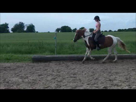 Pinto Lee - Cooper GOLÅ<3solgt - havde aldrig troet at cooper skulle komme til at gå så godt:D!!
foto: Josephine 
(taget fra video) billede 17