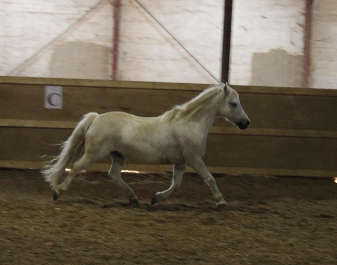 Anden særlig race Prins :* - Springponyen kan også gå fint! :-o  billede 3