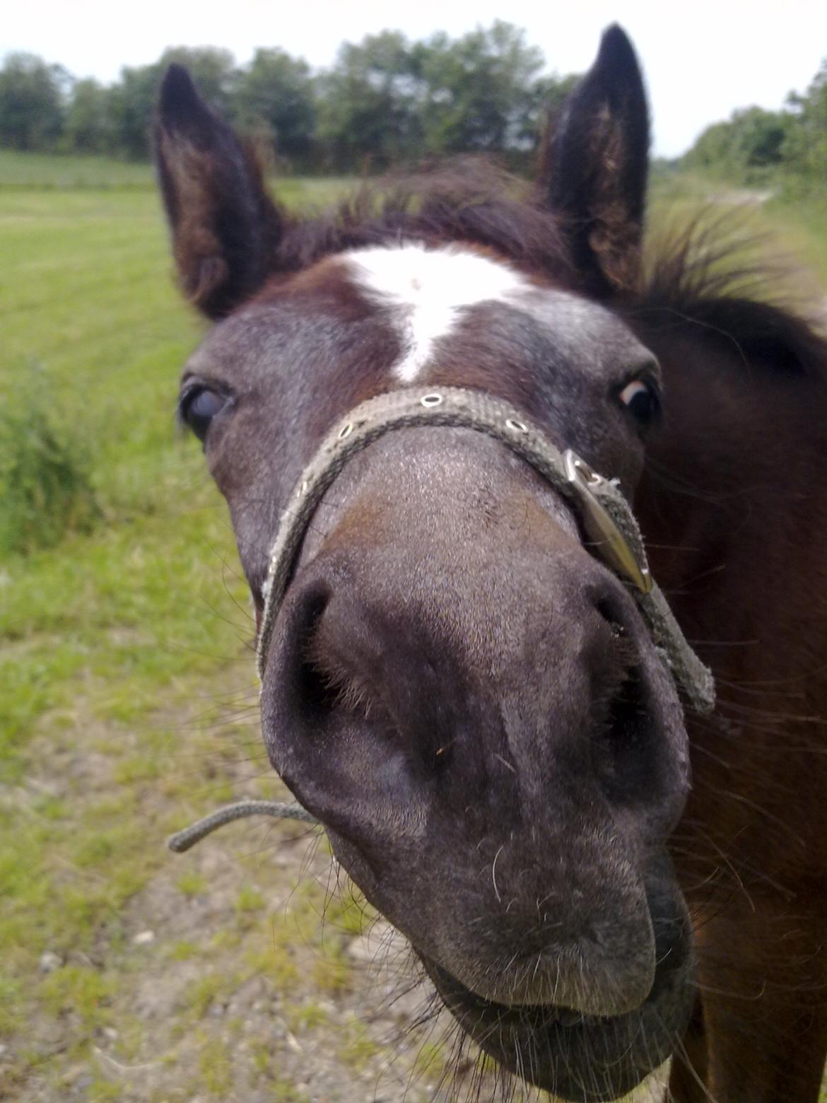 Anden særlig race Bjerregårds Eveline - Bølle billede 7