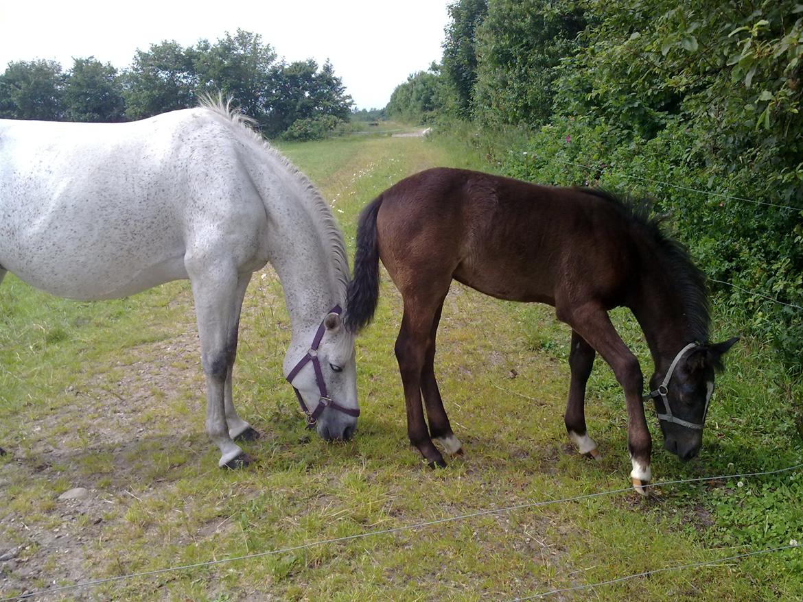 Anden særlig race Bjerregårds Eveline - er snart ligeså høj som mama x) her er hun 3 måneder gammel :P billede 8